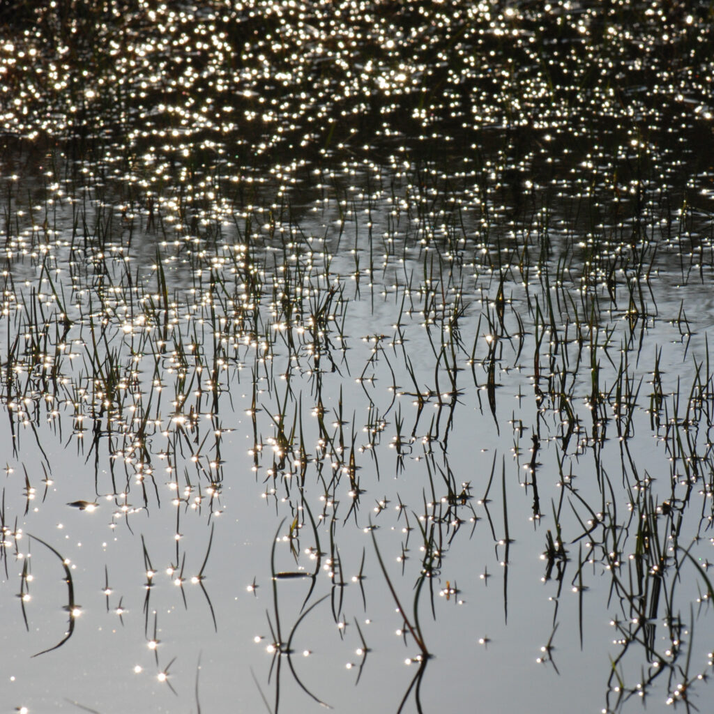 Millionenfach wird Sonnenlicht an jedem einzelnen Halm im Wasser reflektiert. Ein Teppich aus Glitzerperlen entsteht.