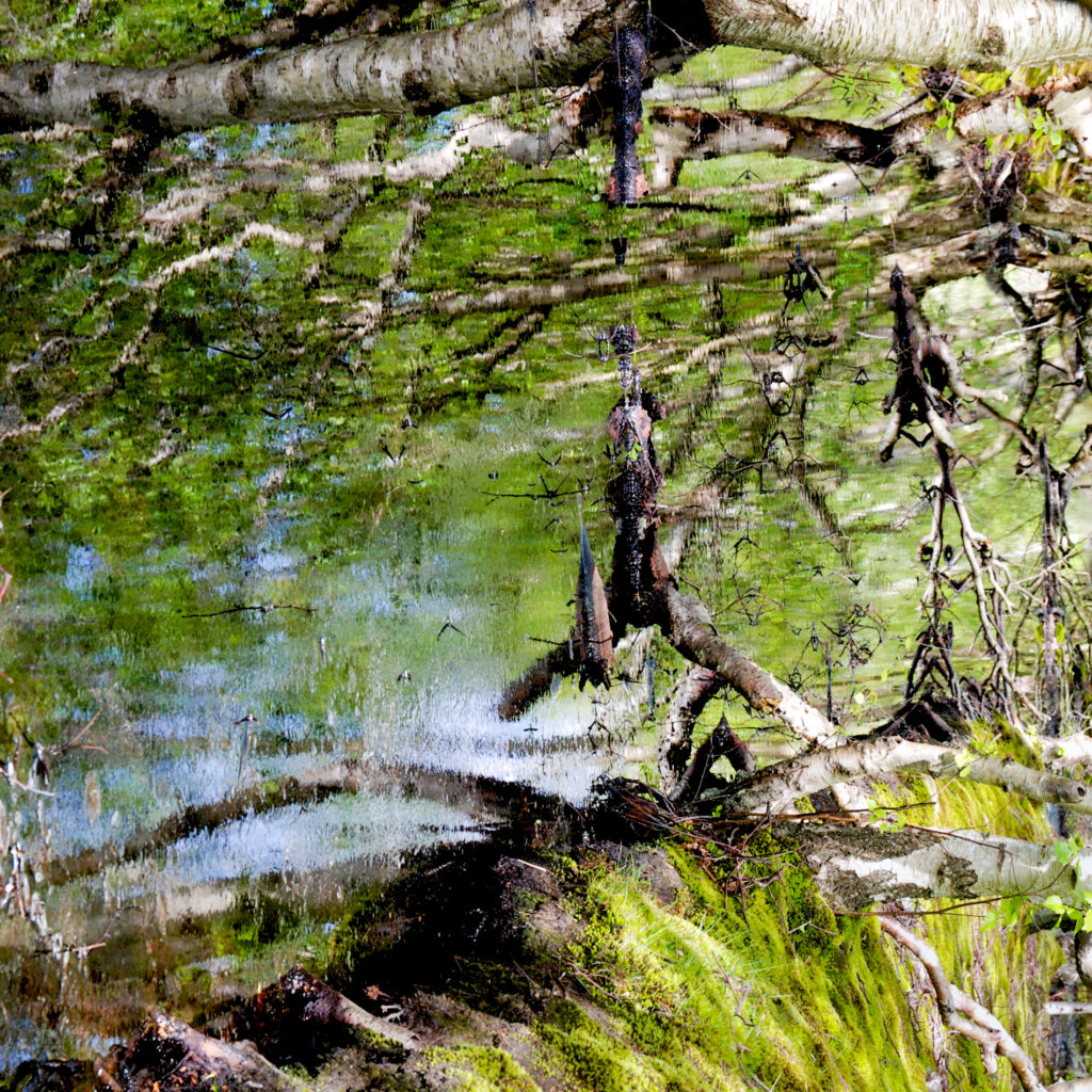 Das Foto zeigt eine verwunschen scheinende Wasser- und Birkenlandschaft mit waagerechten Ästen und hängenden Zweigen. Die Unschärfen wirken wie gemalt und erinnern an impressionistische Gemälde.